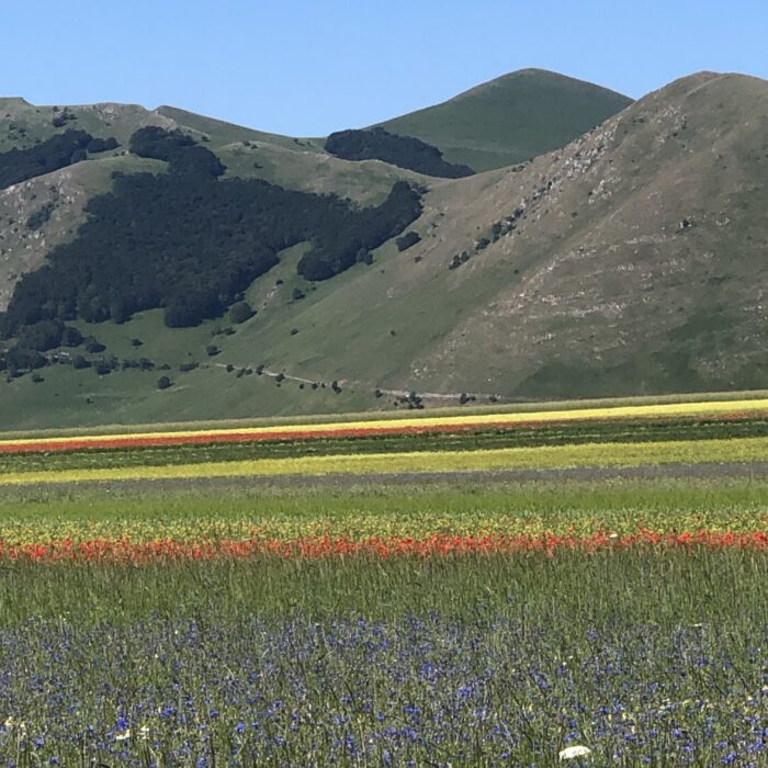 La Fioritura di Castelluccio e le Lame Rosse – Endless Experiences