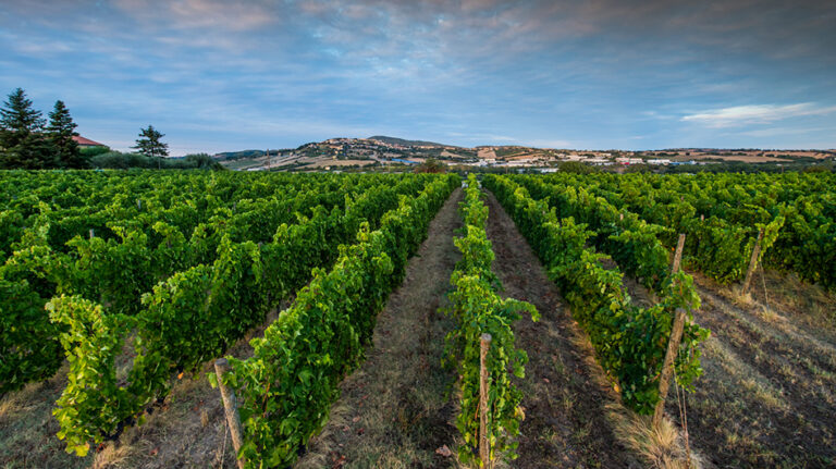 UMANI RONCHI 2017 © Francesco Vignali Photography